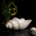 Conch Shell for home decor 