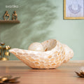 Shell for Home Decor